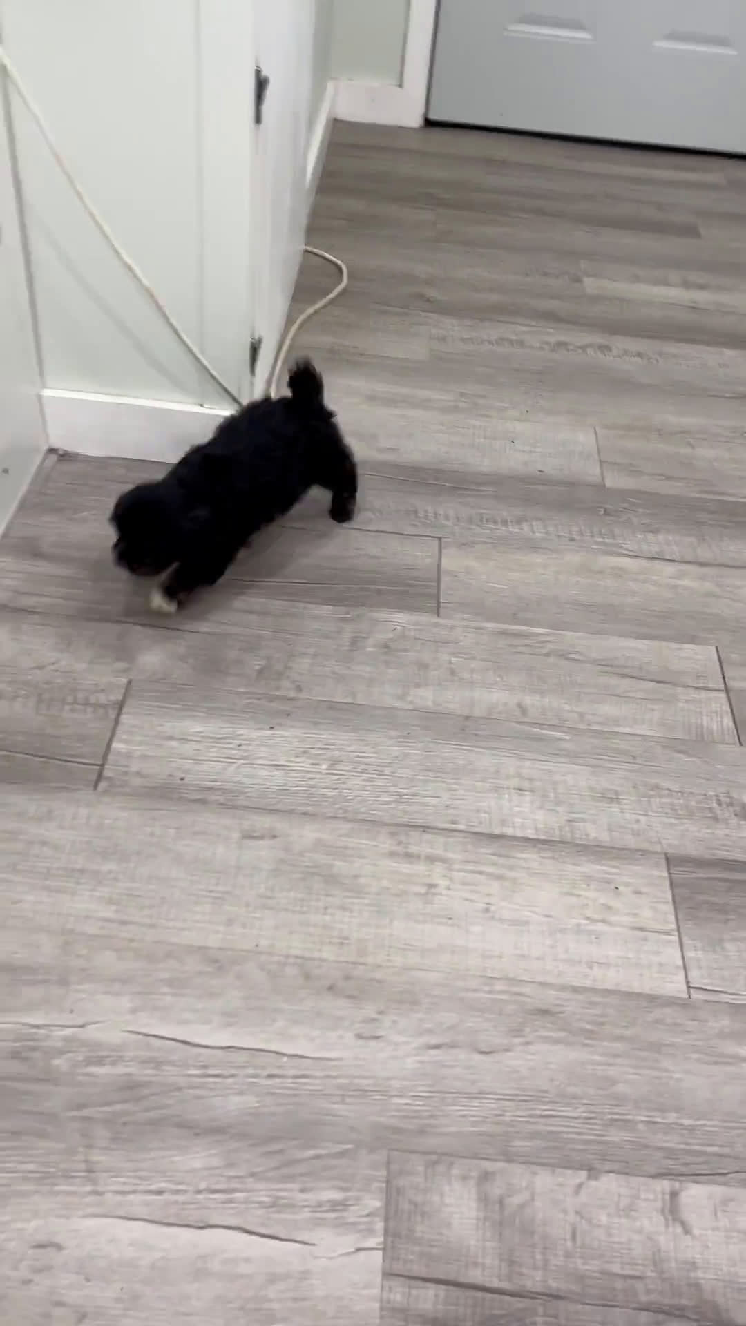Cavapoo dogs for sale: Cavapoo 5 puppies - Video 2