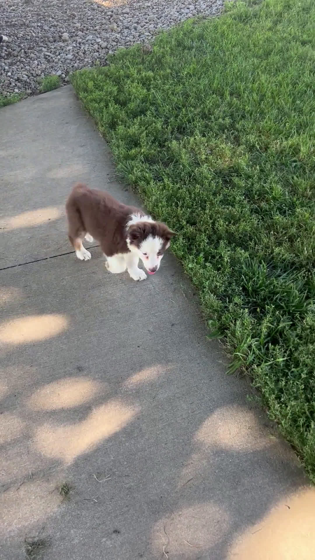 Australian Shepherd dogs for sale: Australian Shepherd 3 puppies - Video 2