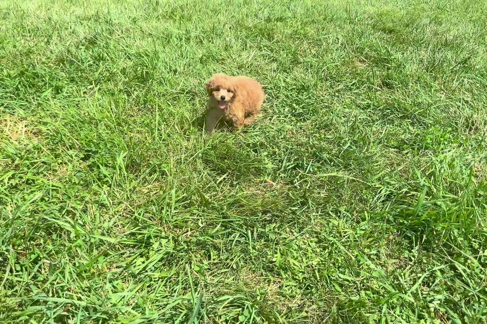 Miniature Poodle dogs for sale: Miniature Poodle 4 puppies - Video 2