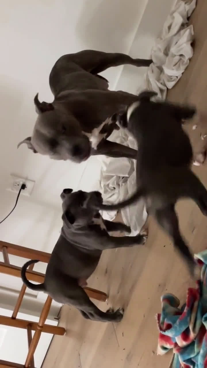  dogs for sale: American Staffordshire Terrier 1 puppies - Video 1