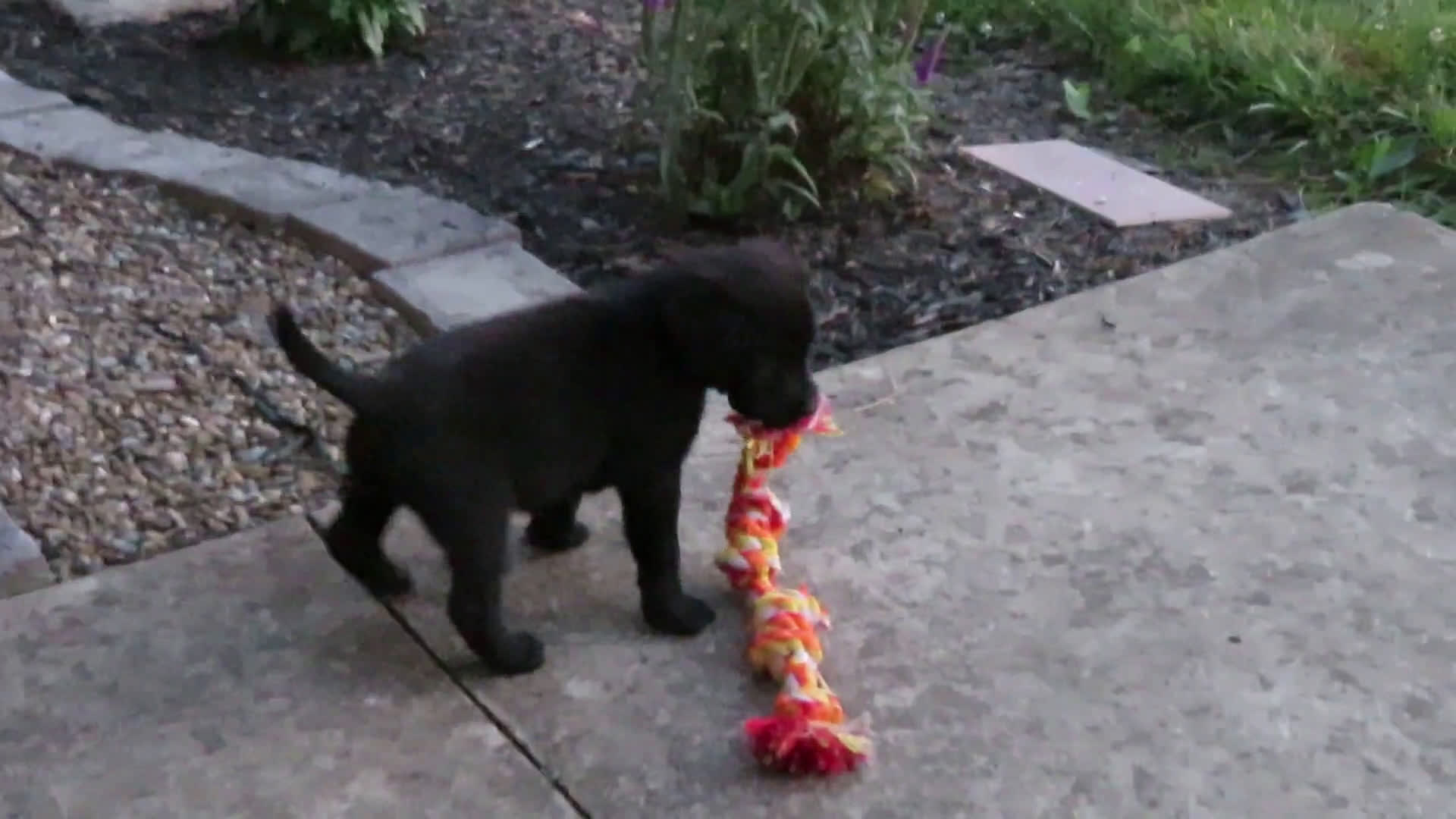 Labrador Retriever dogs for sale: Labrador Retriever 1 puppies - Video 1