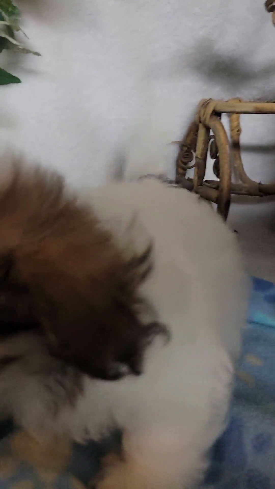 Havapoo dogs for sale: Havapoo 2 puppies - Video 1