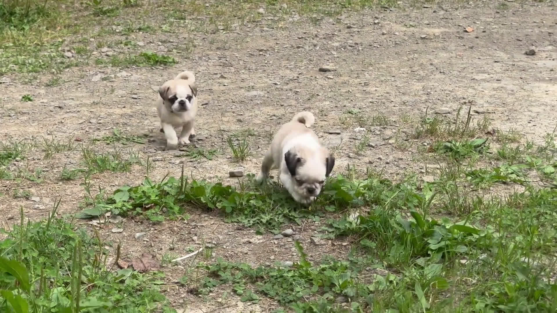 Pug dogs for sale: Pug 1 puppies - Video 1