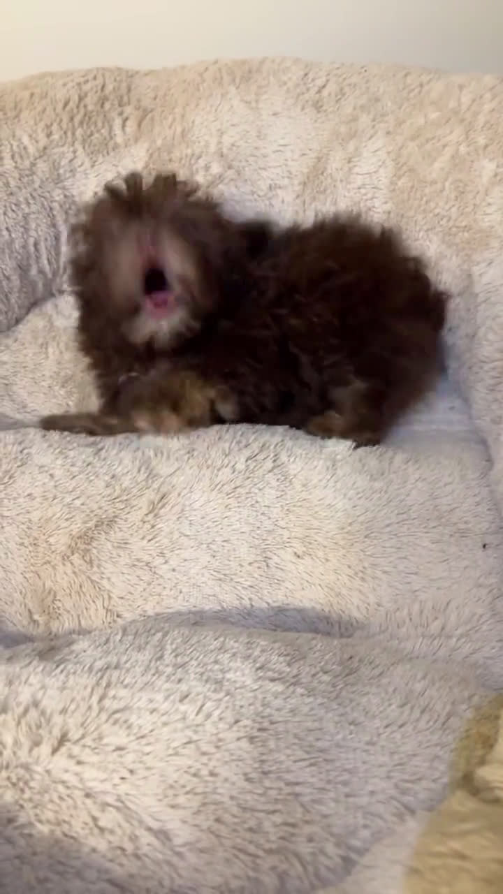 Shihpoo dogs for sale: Shih-Poo 3 puppies - Video 2