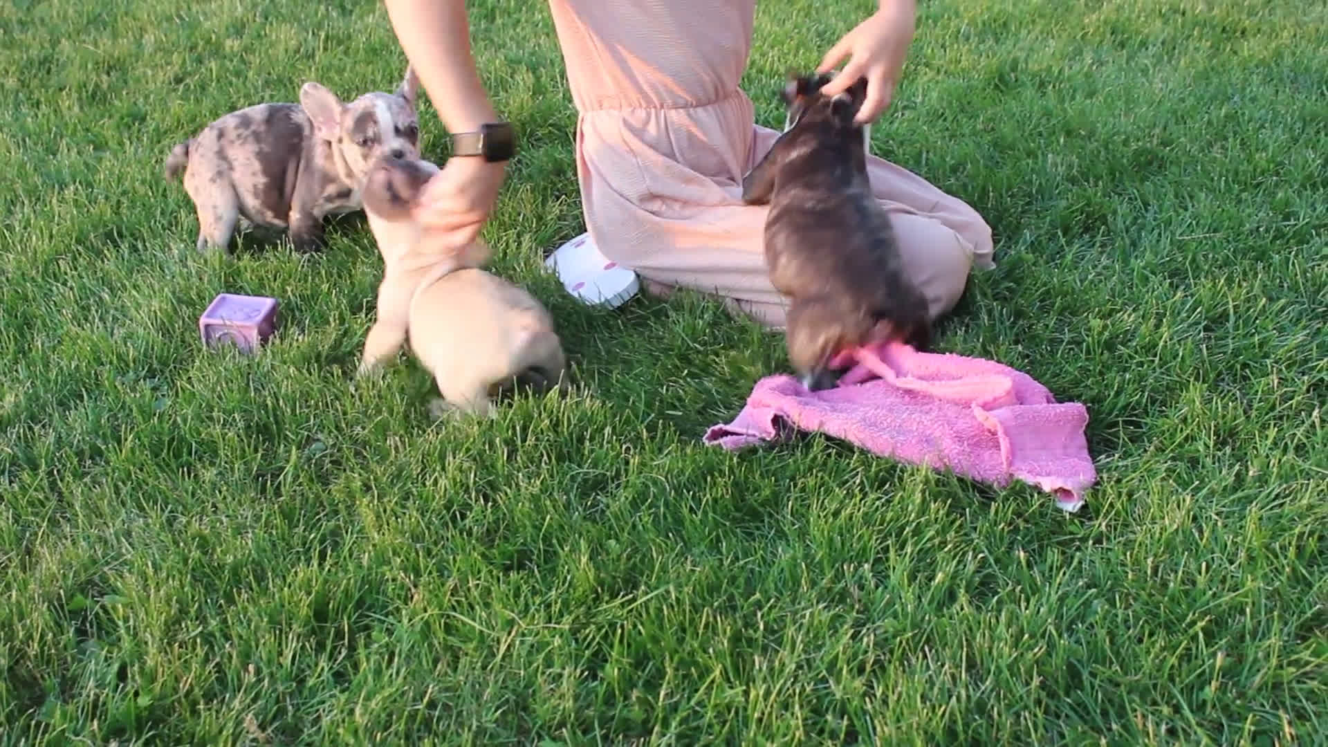 French Bulldog dogs for sale: French Bulldog 2 puppies - Video 5