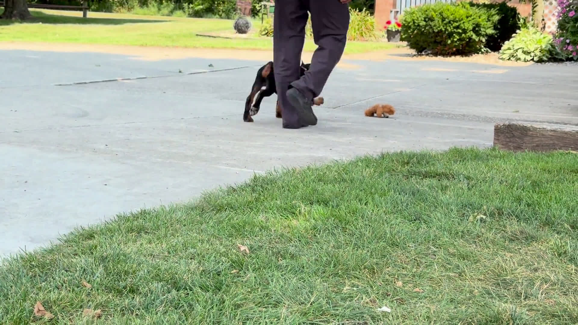Doberman Pinscher dogs for sale: Doberman Pinscher 4 puppies - Video 3
