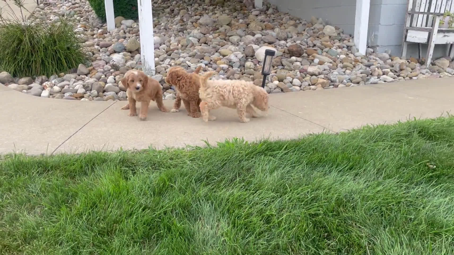  dogs for sale: Mini Goldendoodle 3 puppies - Video 2