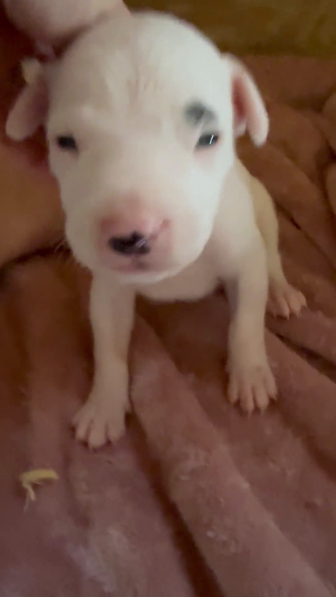  dogs for sale: Dogo Argentino 7 puppies - Video 1