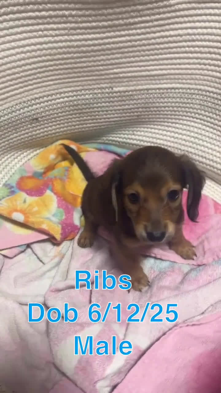 Miniature Dachshund dogs for sale: Miniature Dachshund 3 puppies - Video 6