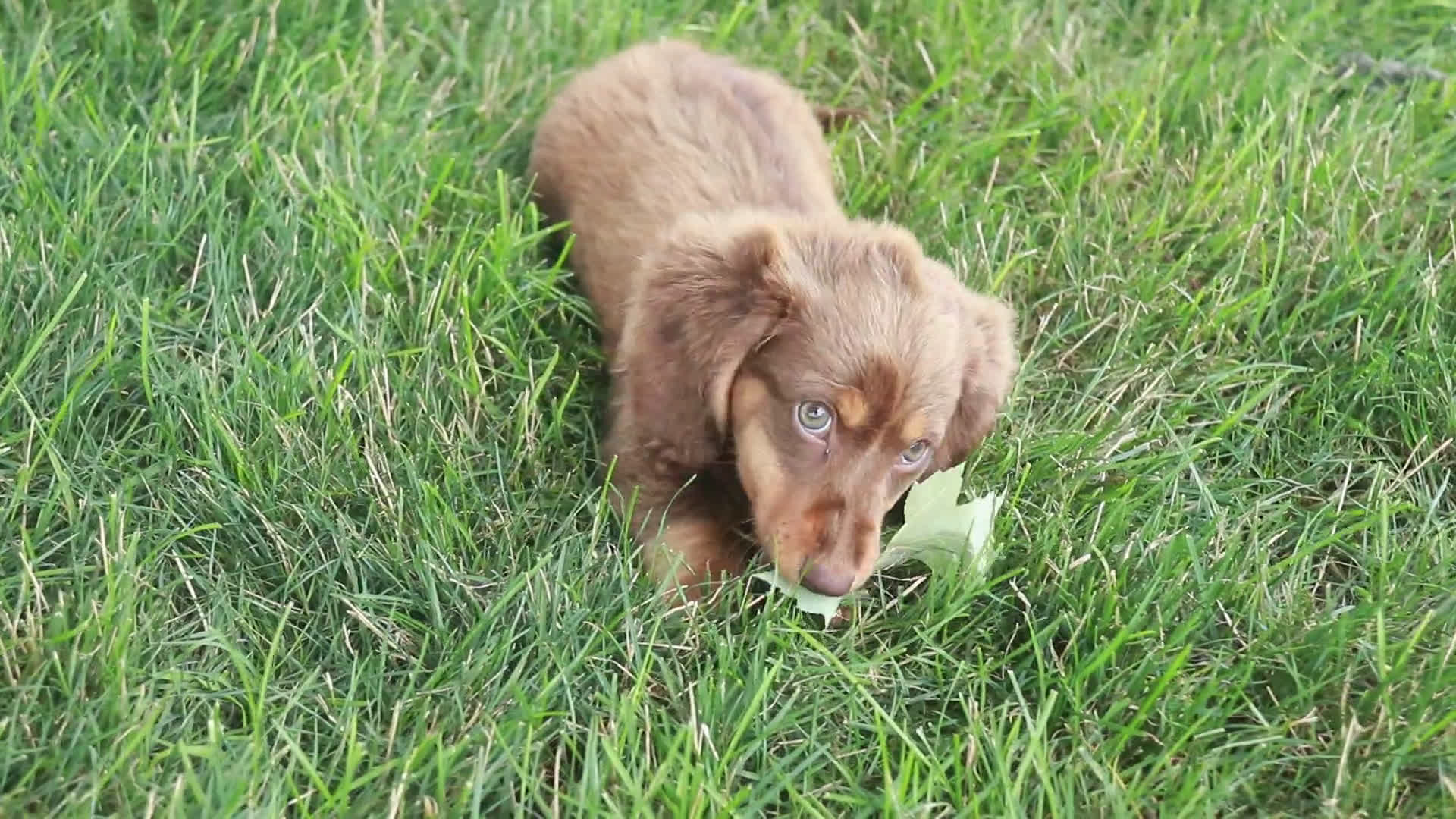 Miniature Dachshund dogs for sale: Miniature Dachshund 3 puppies - Video 2