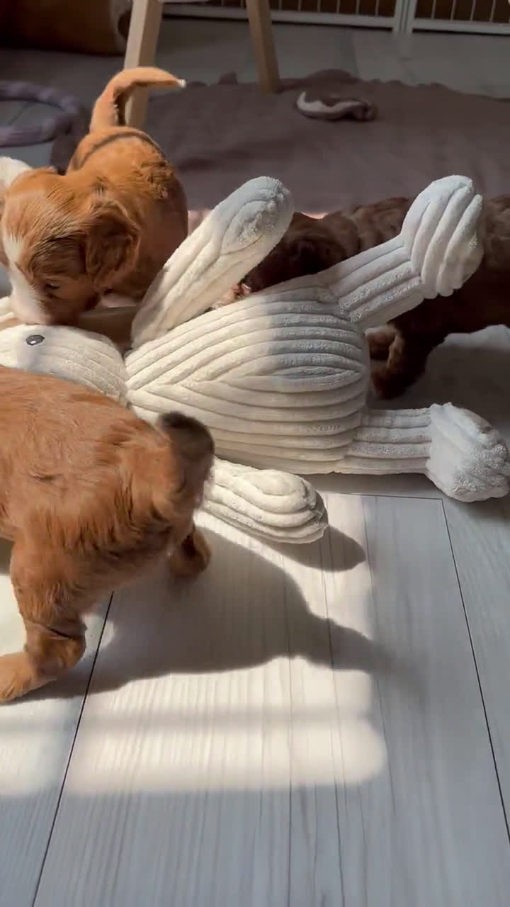  dogs for sale: Mini Goldendoodle 6 puppies - Video 3
