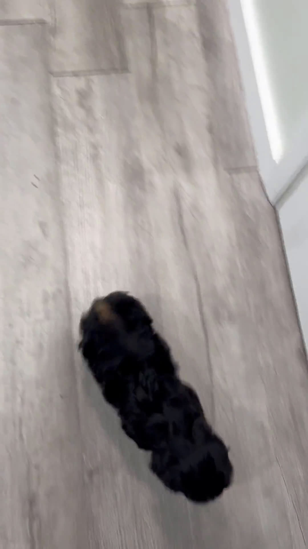 Cavapoo dogs for sale: Cavapoo 5 puppies - Video 1