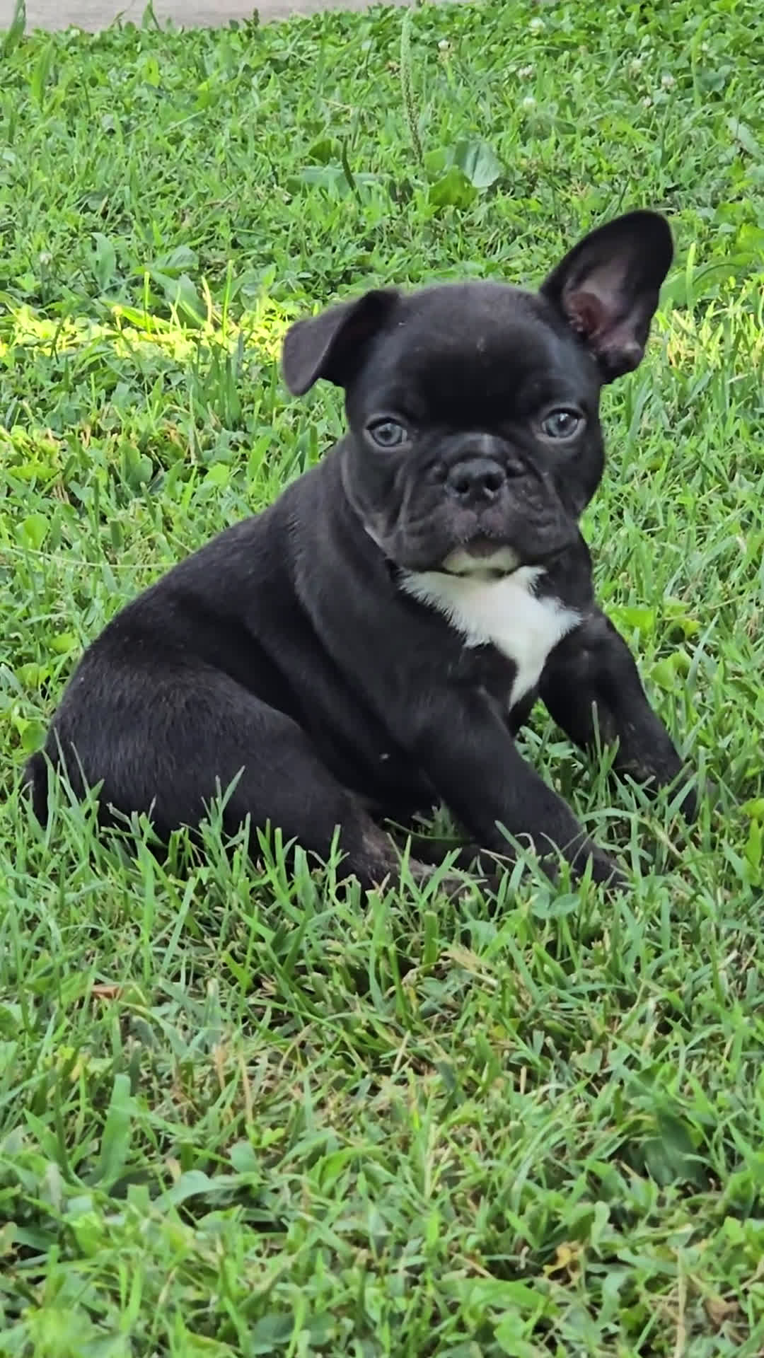 French Bulldog dogs for sale: French Bulldog 1 puppies - Video 1