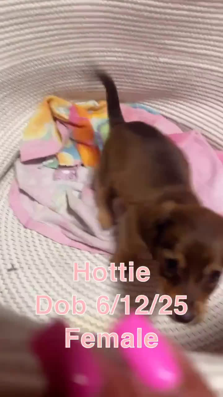 Miniature Dachshund dogs for sale: Miniature Dachshund 3 puppies - Video 2