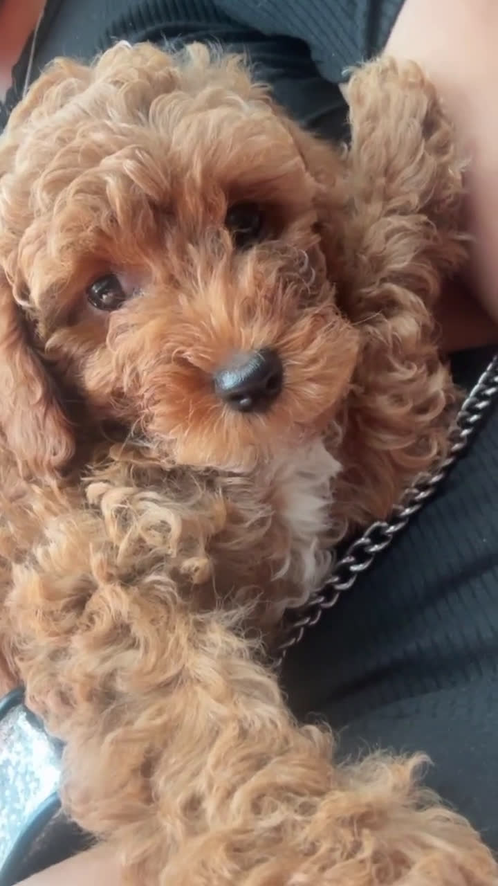 Miniature Poodle dogs for sale: Miniature Poodle 1 puppies - Video 1