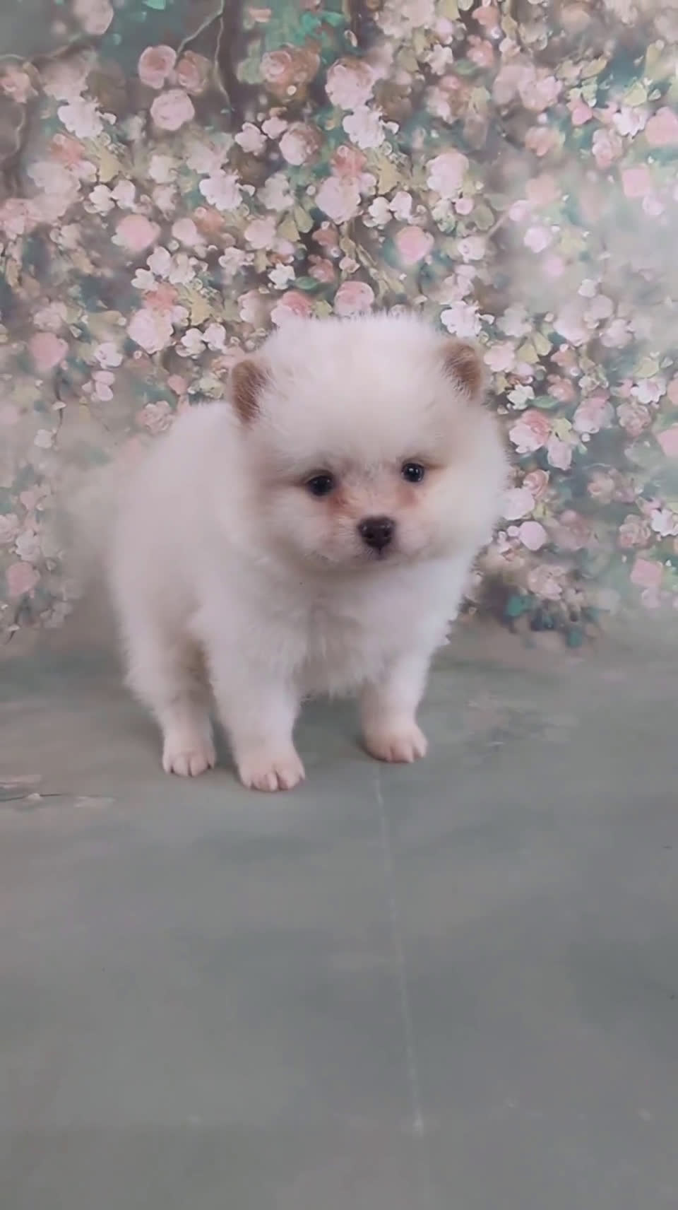 Pomeranian dogs for sale: Pomeranian 4 puppies - Video 1