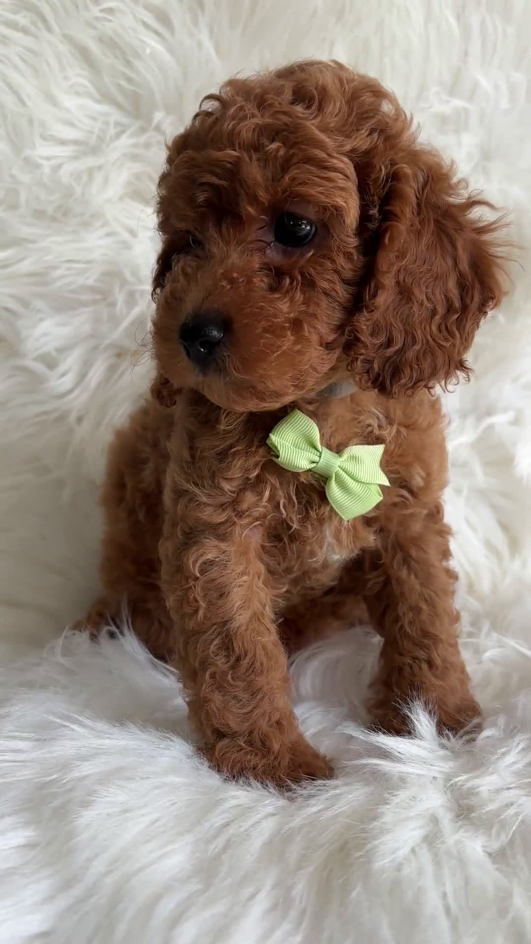 Cavapoo dogs for sale: Cavapoo 6 puppies - Video 5