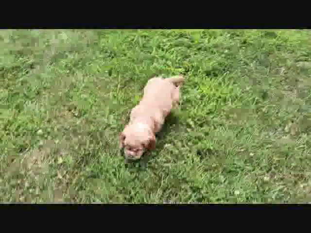 Cocker Spaniel dogs for sale: Cocker Spaniel 3 puppies - Video 1