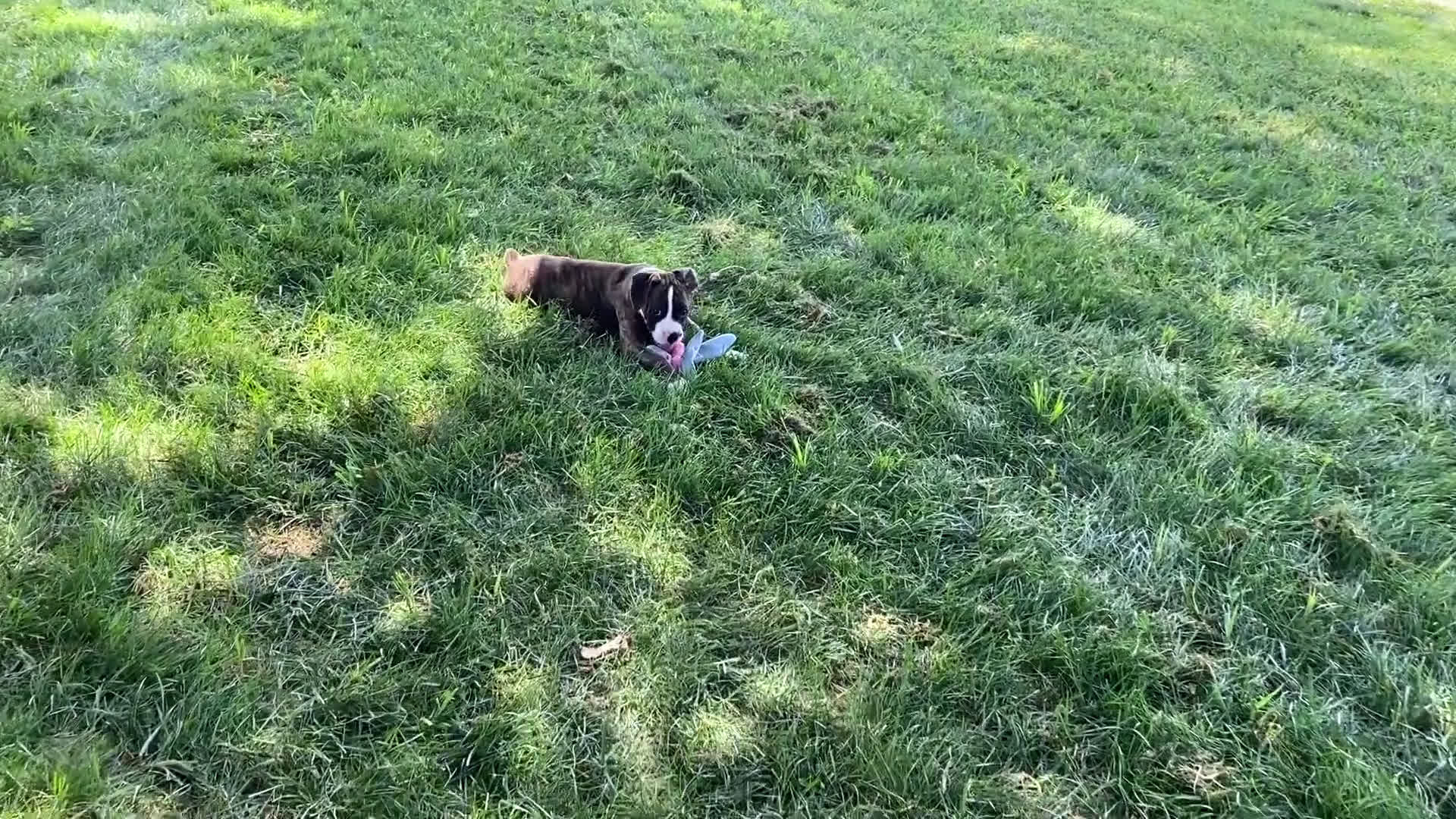 Boxer dogs for sale: Boxer 11 puppies - Video 1