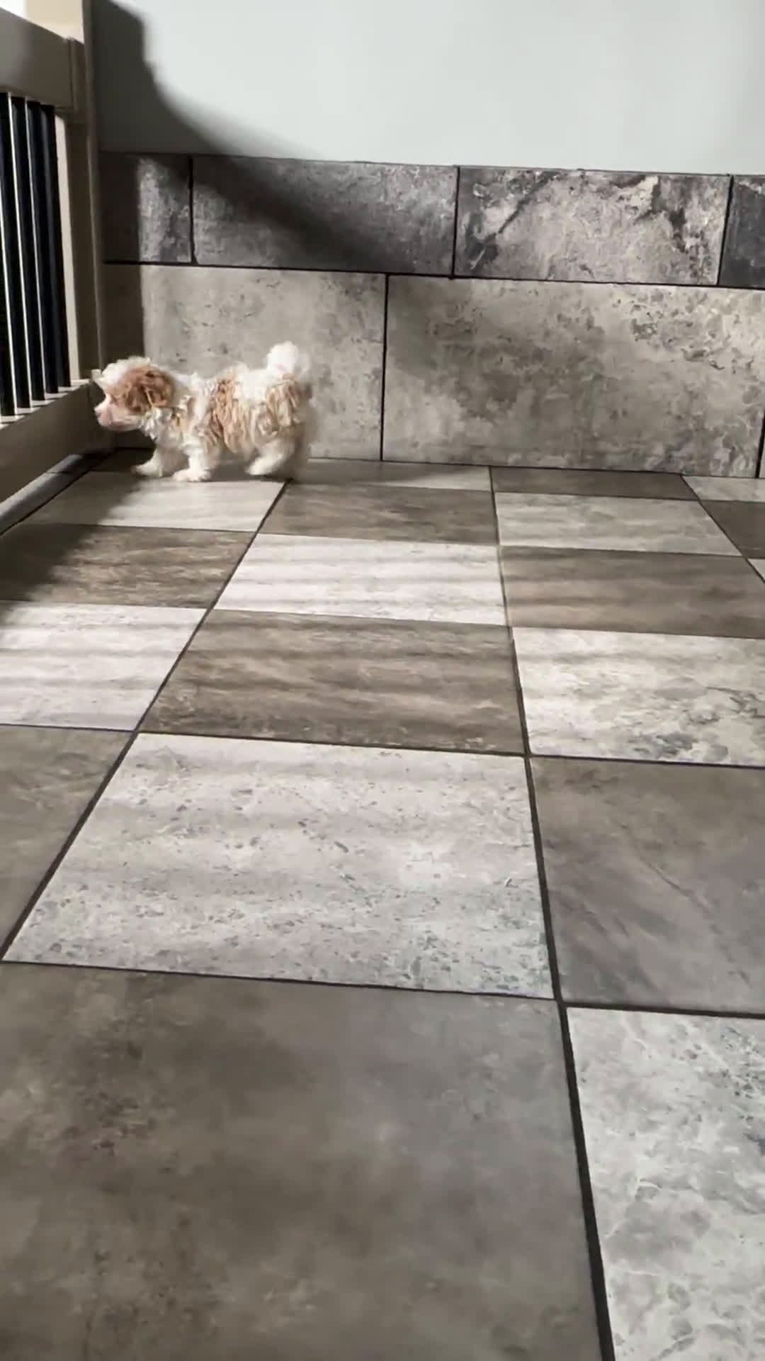 Havapoo dogs for sale: Havapoo 5 puppies - Video 2
