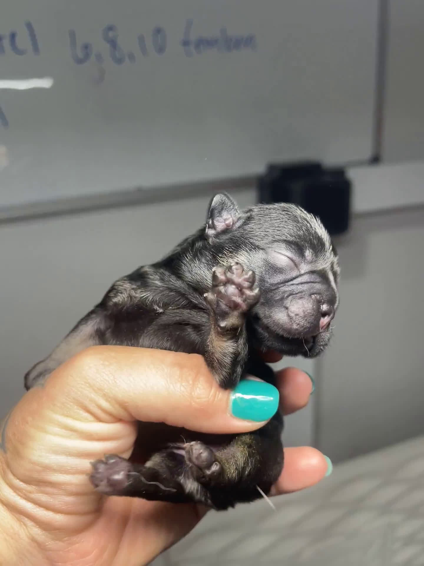French Bulldog dogs for sale: French Bulldog 4 puppies - Video 1