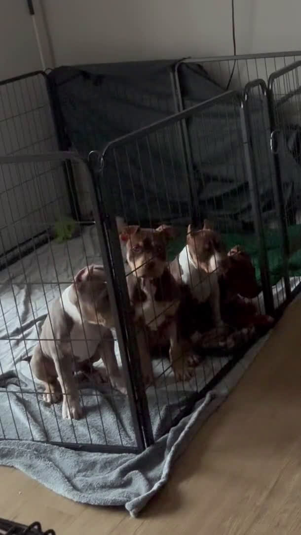 American Bully dogs for sale: American Bully 3 puppies - Video 3
