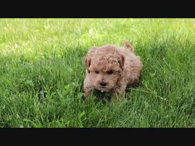 Shihpoo dogs for sale: Shih-Poo 5 puppies - Video 3