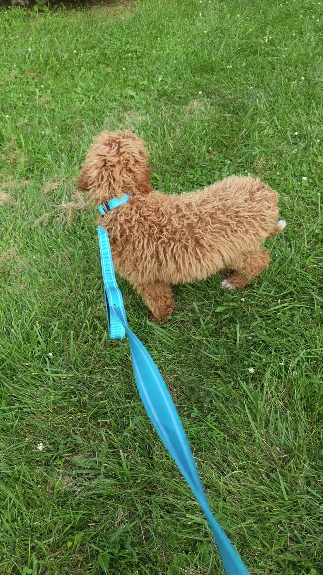 Standard Poodle dogs for sale: Standard Poodle 1 puppies - Video 1