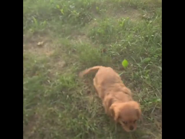 Cavalier King Charles Spaniel dogs for sale: Cavalier King Charles Spaniel 2 puppies - Video 2