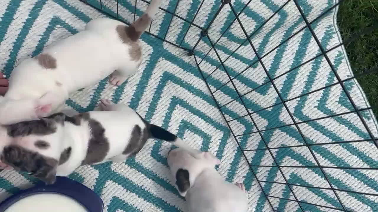 American Bully dogs for sale: American Bully 1 puppies - Video 1