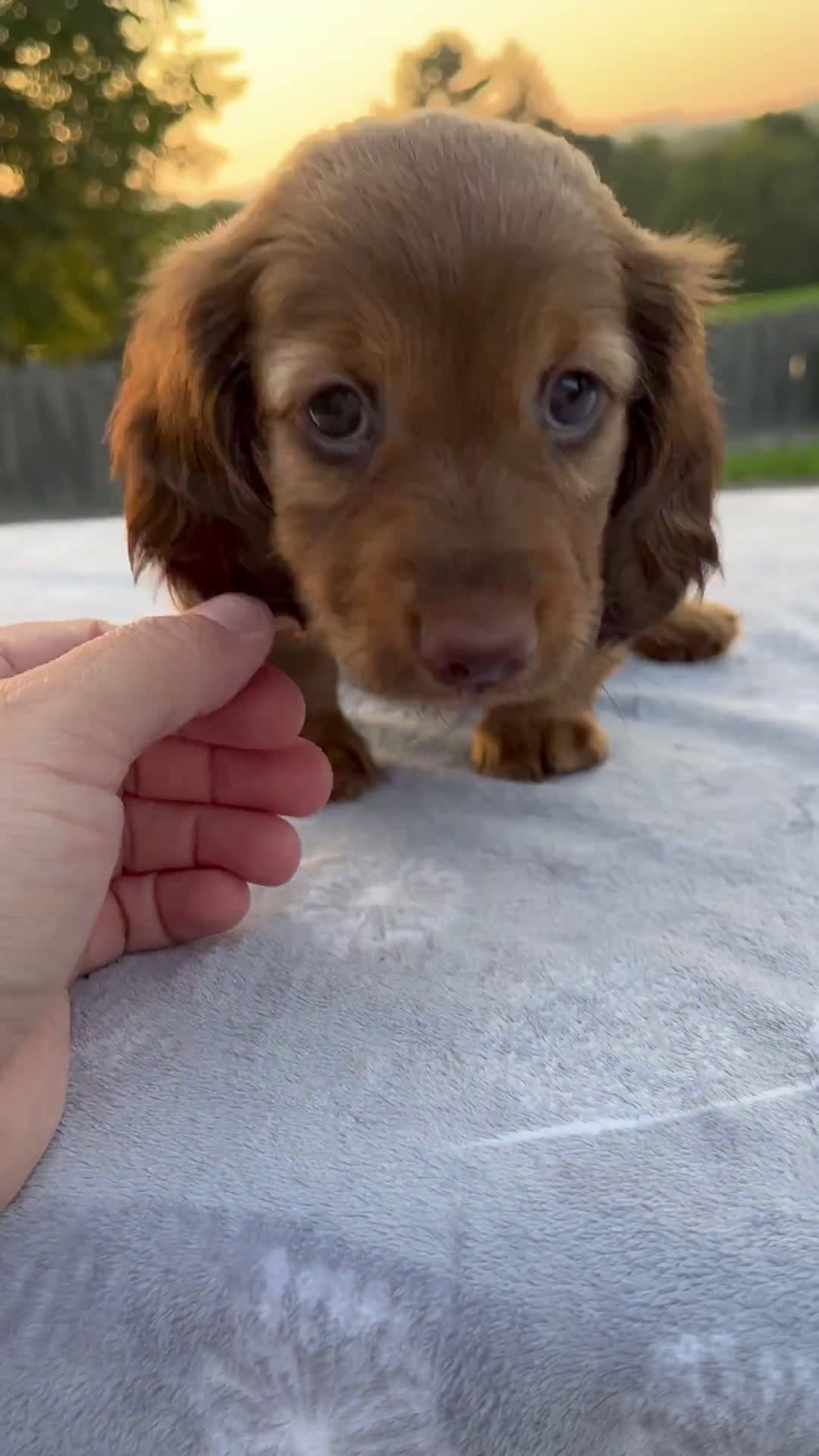 Miniature Dachshund dogs for sale: Miniature Dachshund 3 puppies - Video 1