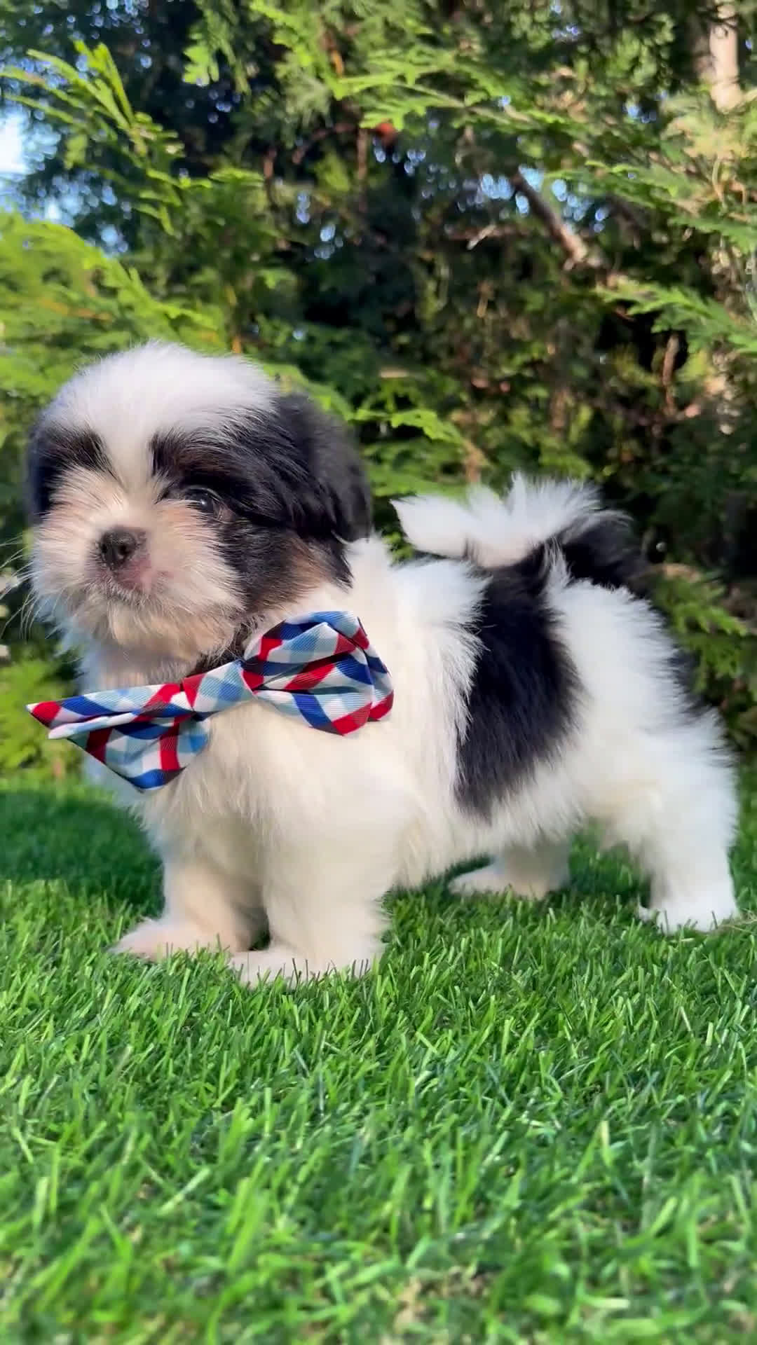 Shih Tzu dogs for sale: Shih Tzu 3 puppies - Video 3