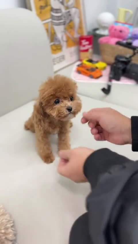 Toy Poodle dogs for stud: Toy Poodle 1 puppies - Video 1