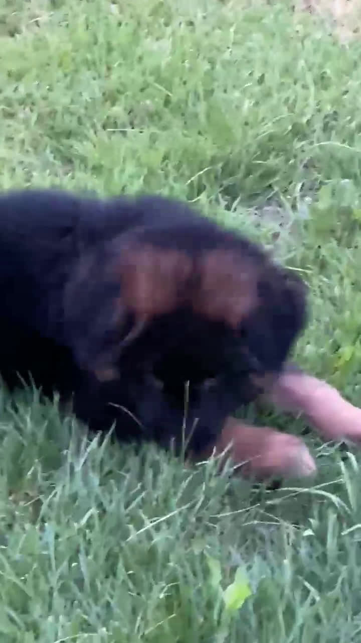 German Shepherd dogs for sale: German Shepherd 1 puppies - Video 1
