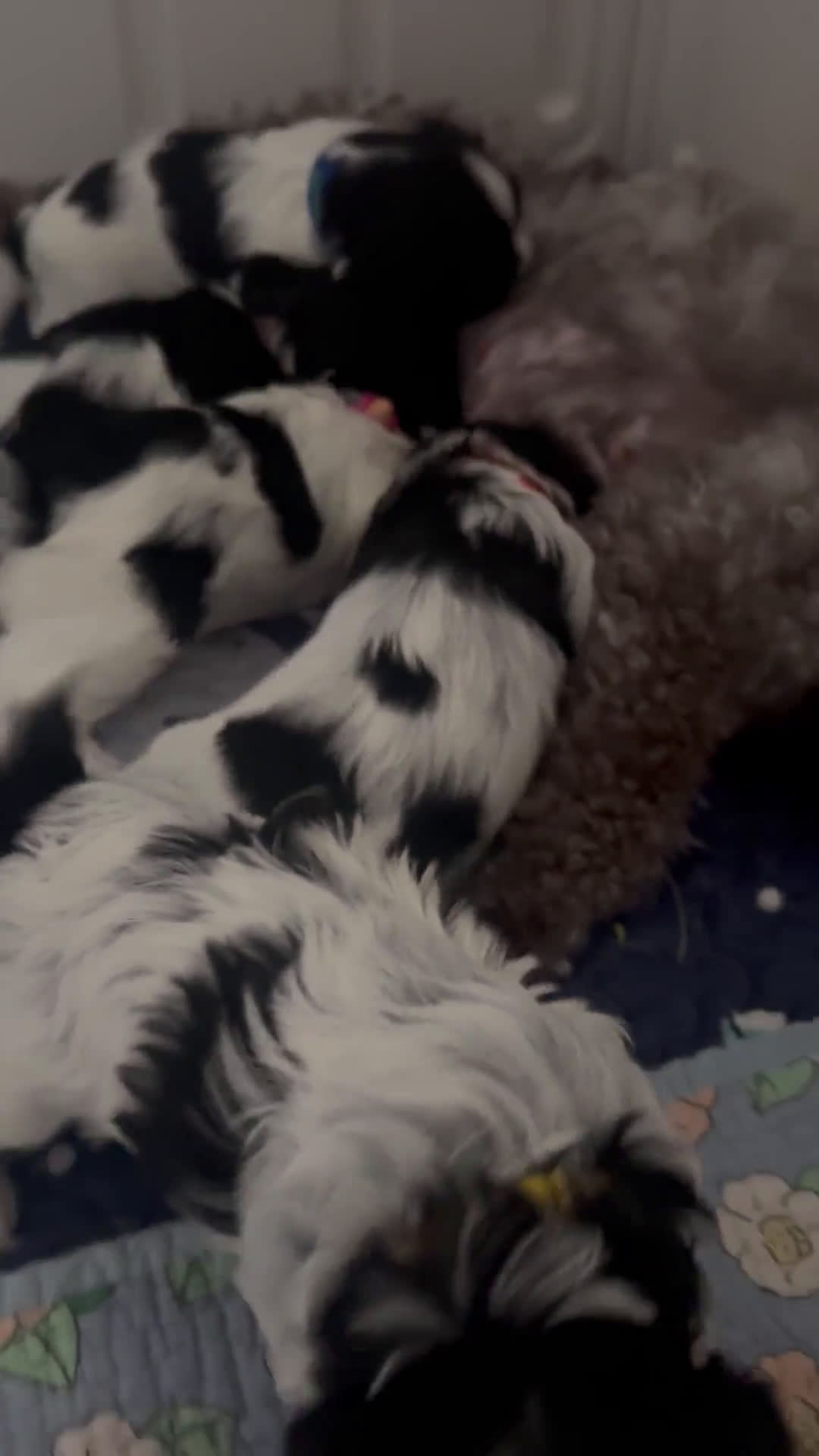 Maltipoo dogs for sale: Maltipoo 3 puppies - Video 2