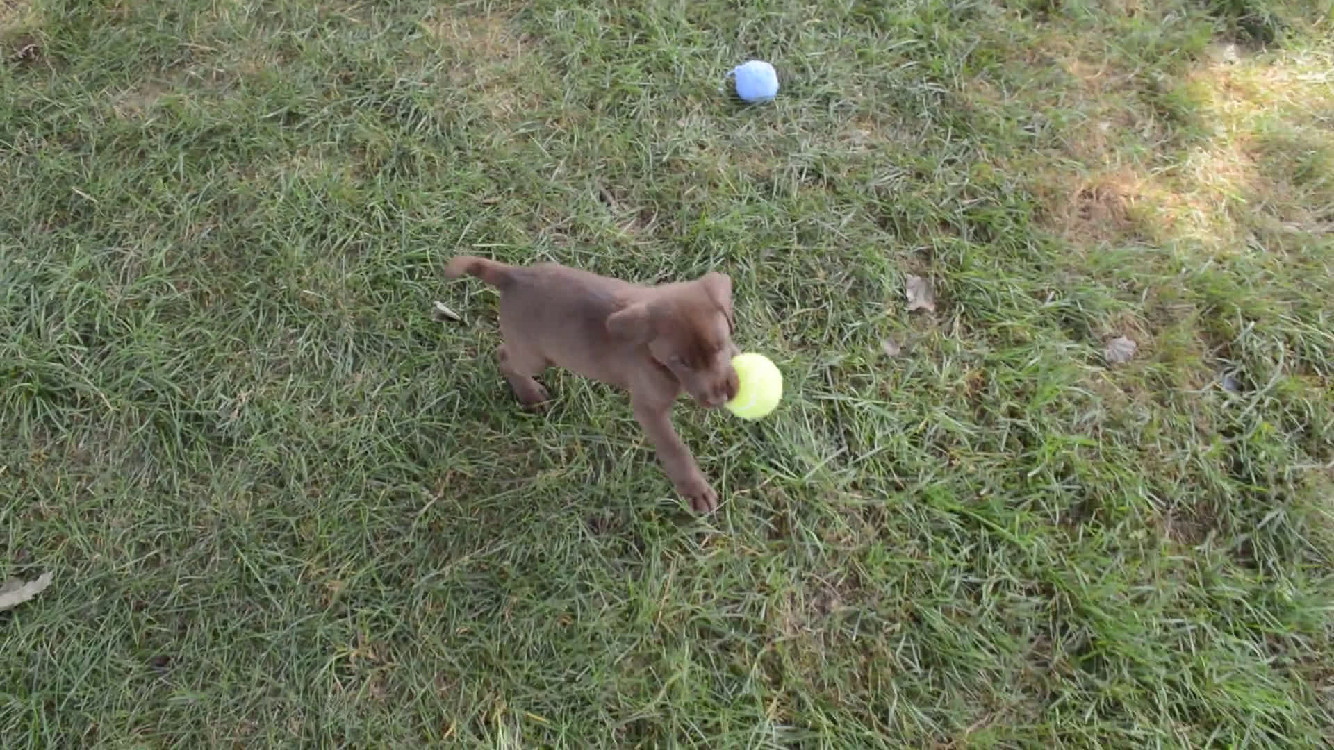 Labrador Retriever dogs for sale: Labrador Retriever 7 puppies - Video 2