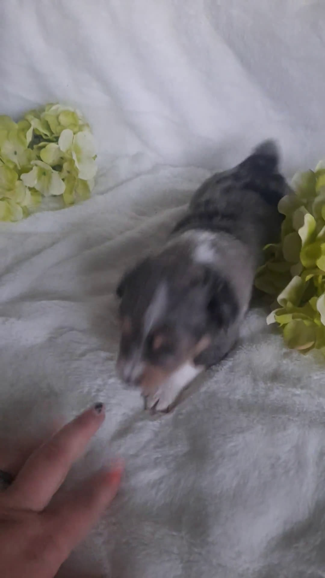  dogs for sale: Toy Australian Shepherd 1 puppies - Video 1