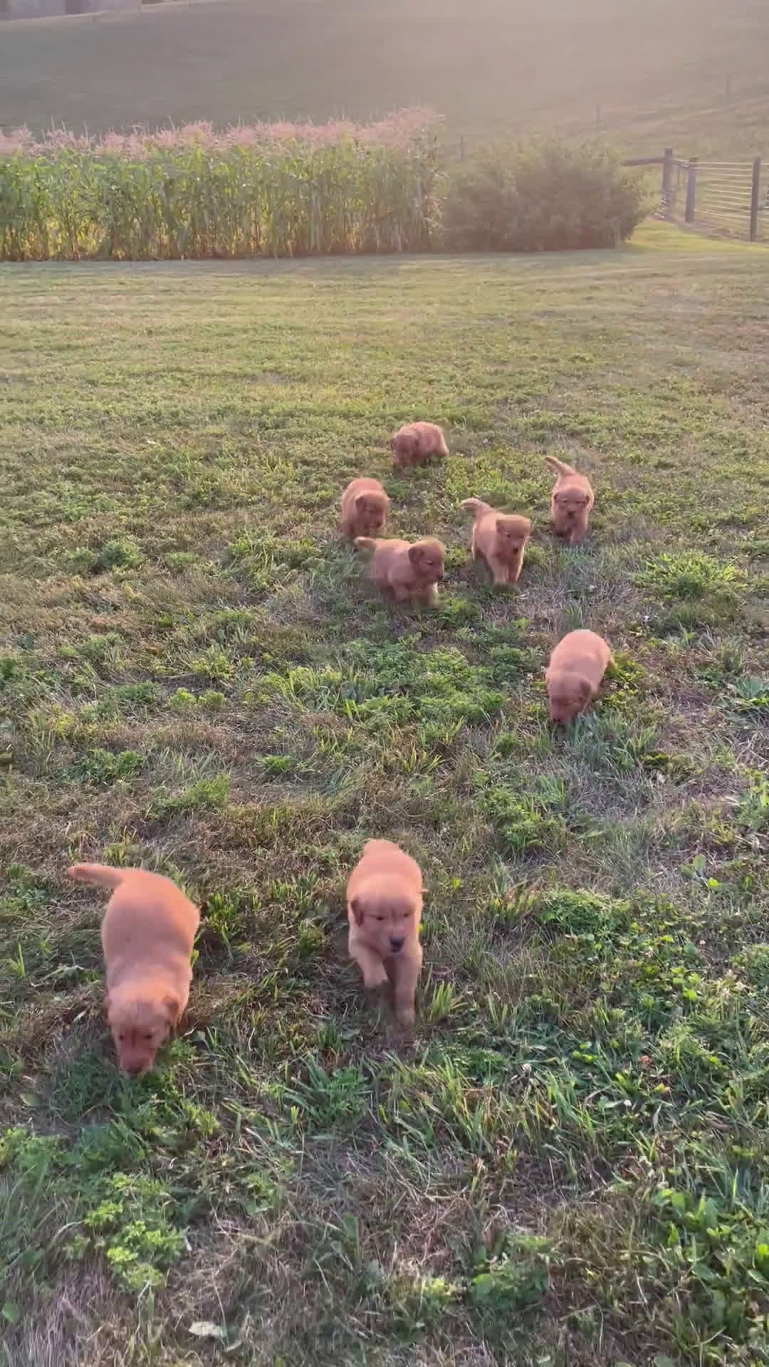 Golden Retriever dogs for sale: Golden Retriever 4 puppies - Video 9