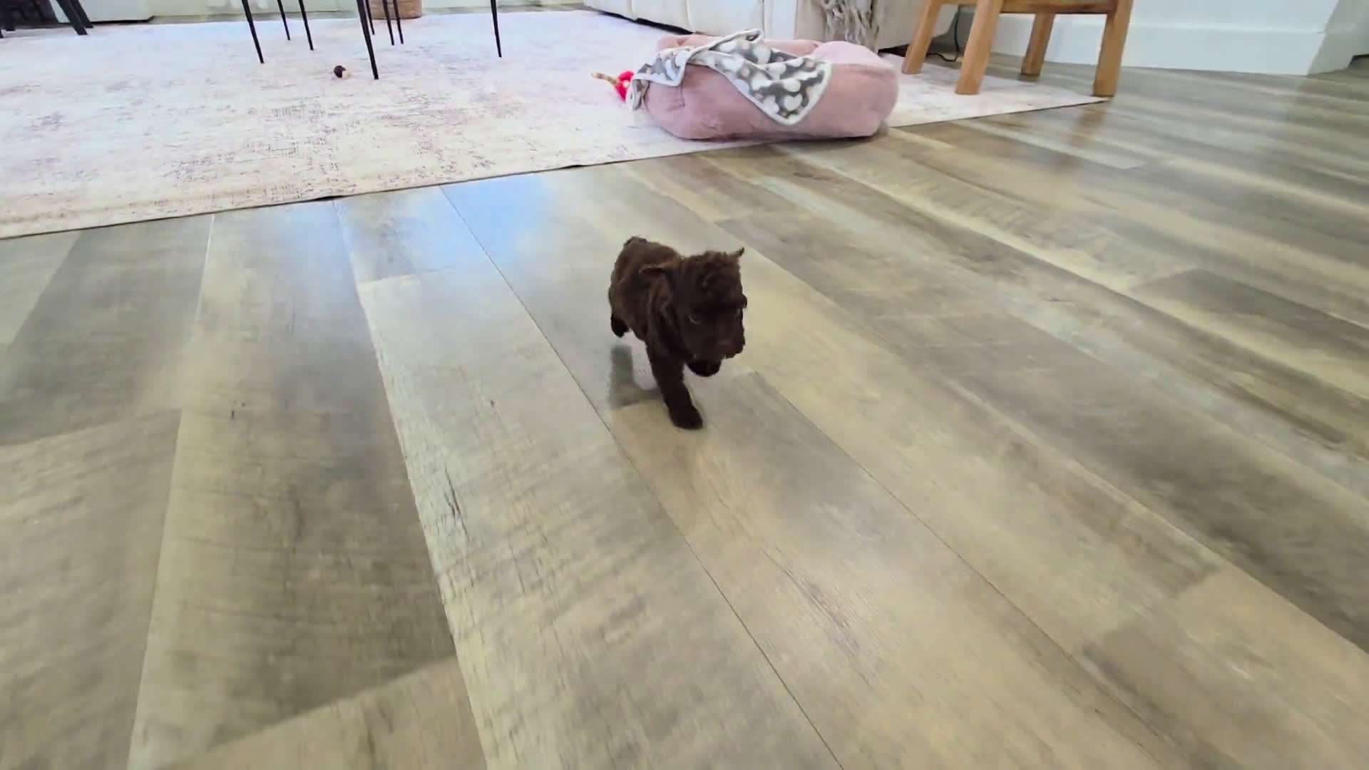 Toy Poodle dogs for sale: Toy Poodle 1 puppies - Video 1