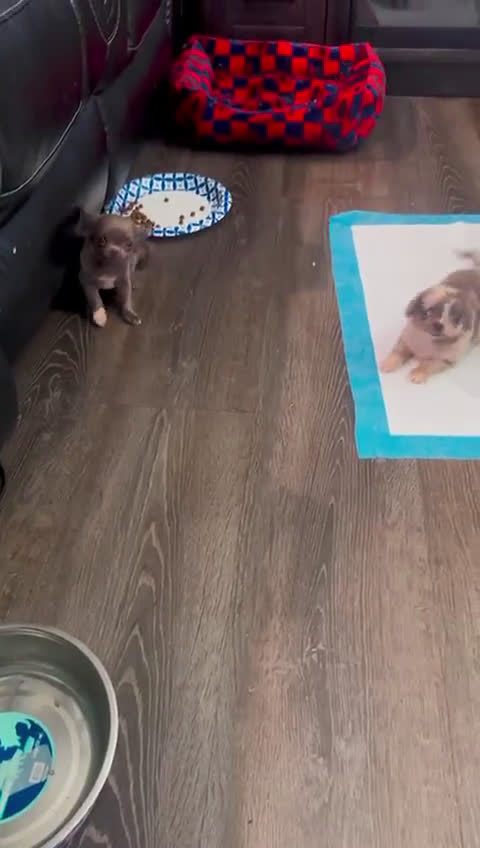 Chihuahua dogs for sale: Chihuahua 2 puppies - Video 1