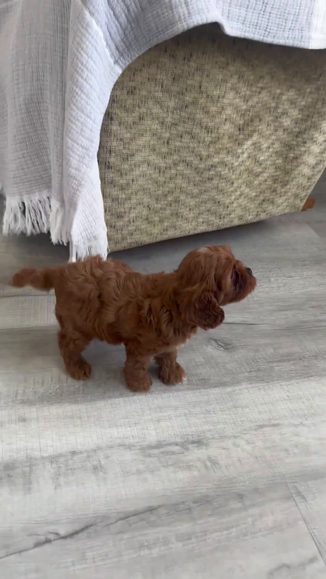 Cavapoo dogs for sale: Cavapoo 4 puppies - Video 1