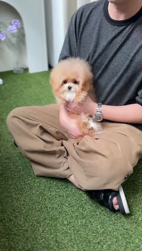 Maltipoo dogs for sale: Maltipoo 1 puppies - Video 1