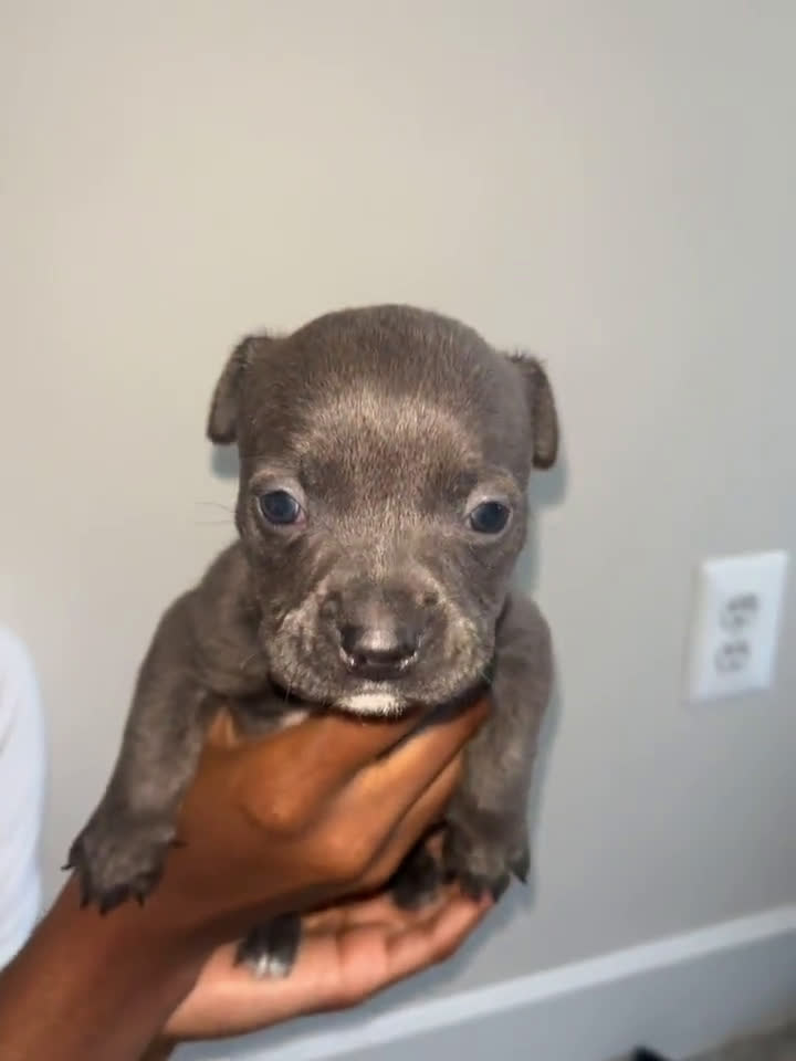 American Pit Bull Terrier dogs for sale: American Pit Bull Terrier 7 puppies - Video 2
