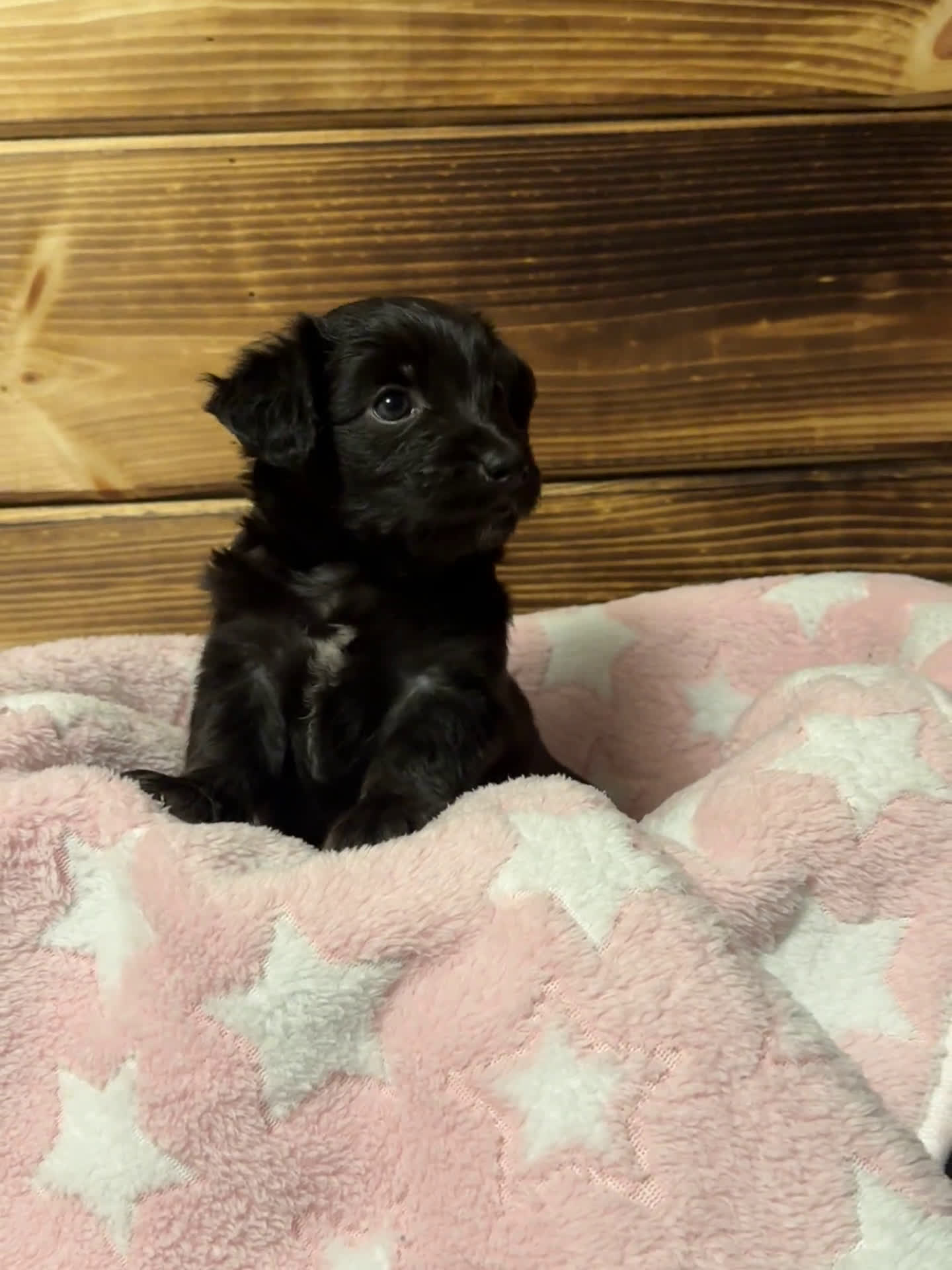 Mini Aussiedoodle dogs for sale: Mini Aussiedoodle 6 puppies - Video 4