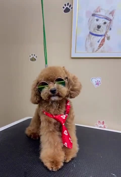 Toy Poodle dogs for stud: Toy Poodle 1 puppies - Video 2