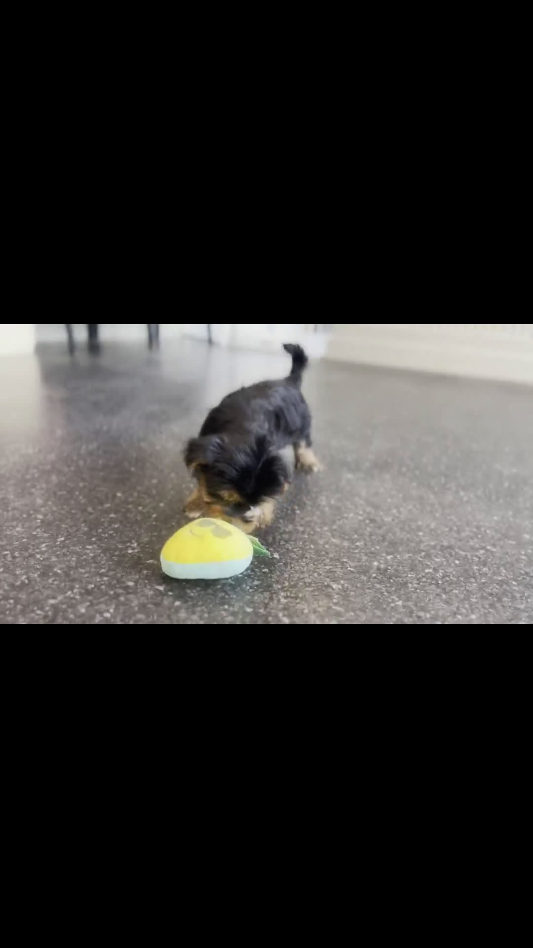 Morkie dogs for sale: Morkie 1 puppies - Video 1