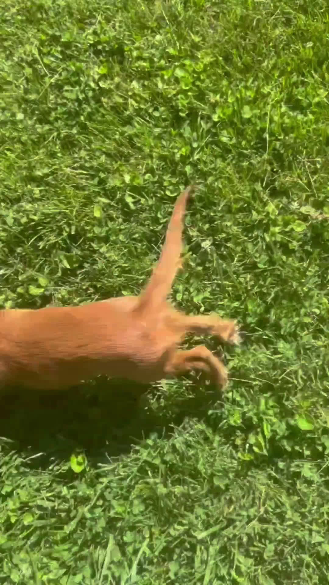 Cavalier King Charles Spaniel dogs for sale: Cavalier King Charles Spaniel 2 puppies - Video 1