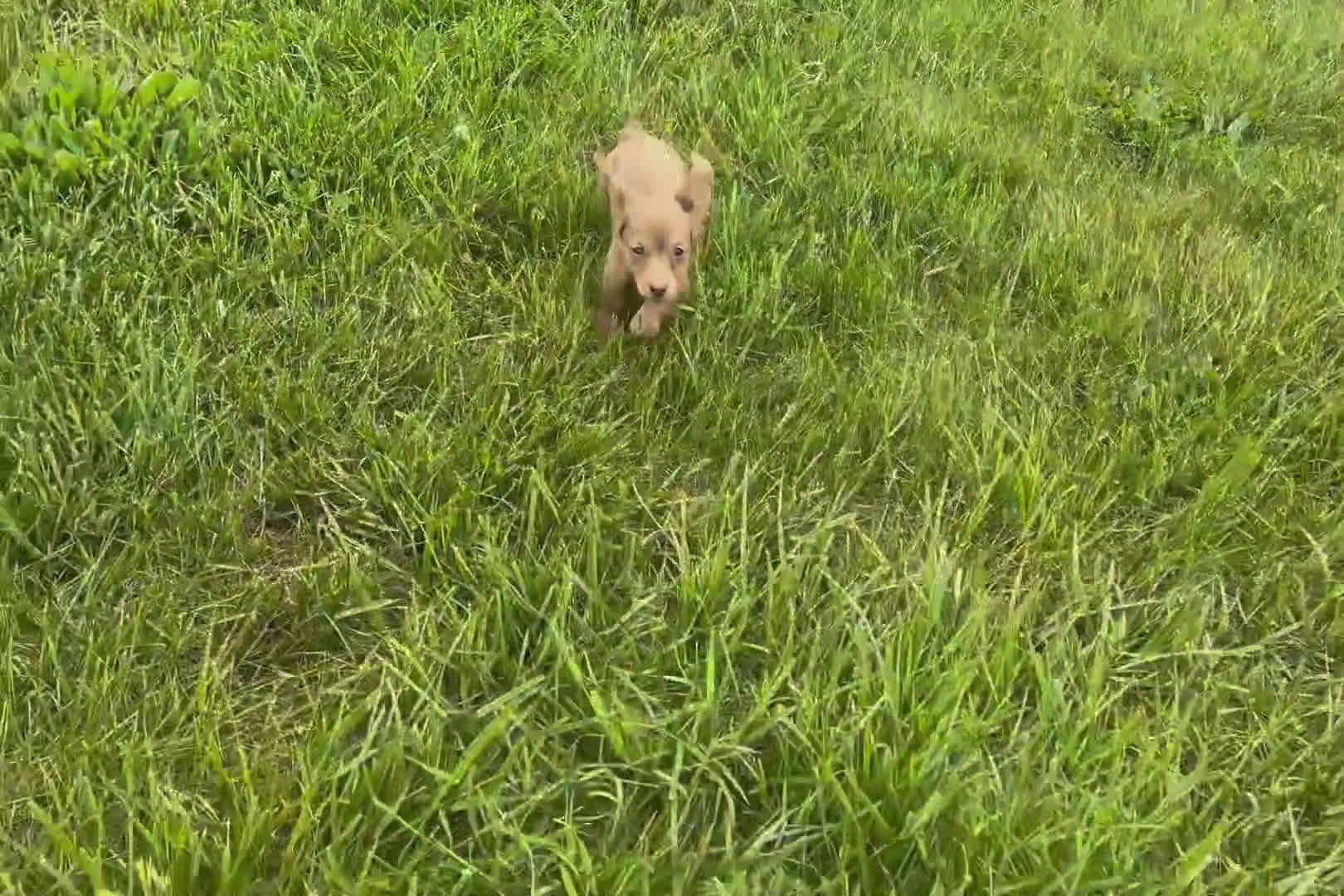 Miniature Dachshund dogs for sale: Miniature Dachshund 3 puppies - Video 1