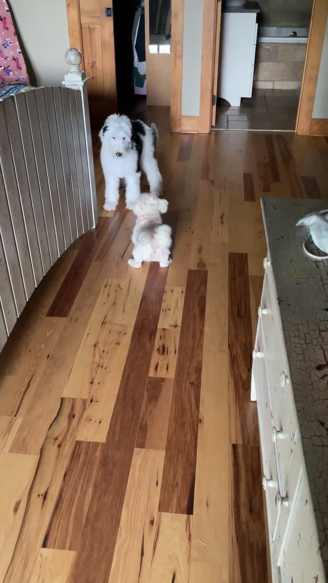 Sheepadoodle dogs for sale: Sheepadoodle 2 puppies - Video 1