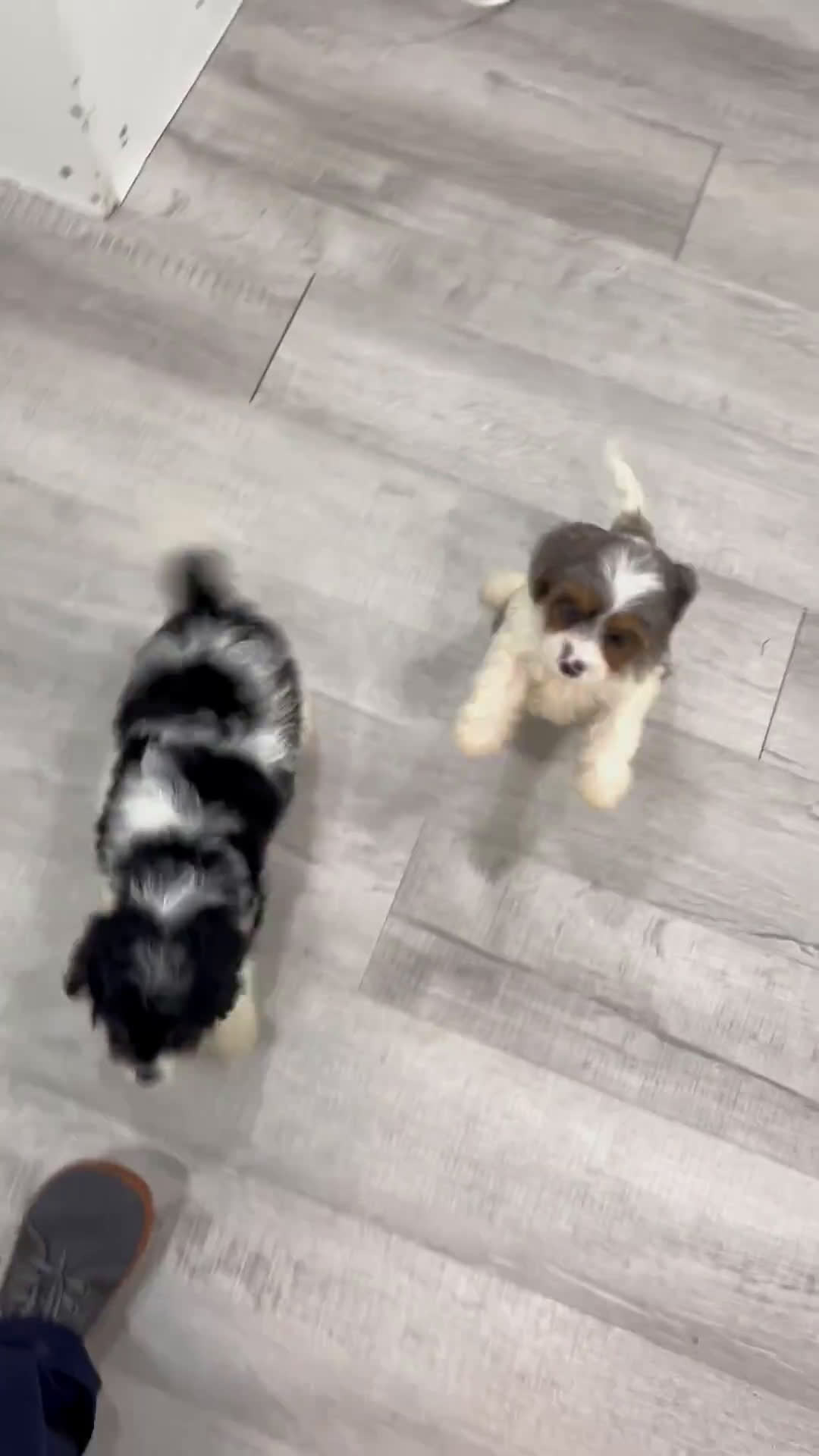 Cavapoo dogs for sale: Cavapoo 2 puppies - Video 4